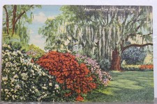 oak trees for sale  Wilmington