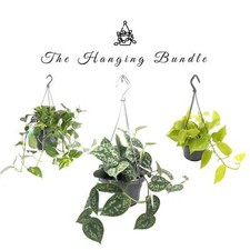 Hanging bundle for sale  CREDITON
