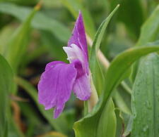 Graines gingembre orchidéeg98 d'occasion  Sanary-sur-Mer