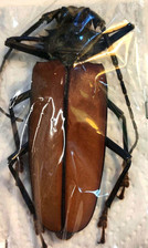 Callipogon armillatus female for sale  Everett
