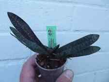 Paphiopedilum micranthum armen for sale  HALSTEAD