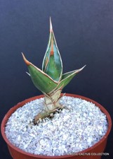 Walking sansevieria pinguicula for sale  Miami