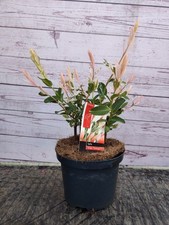 Salix integra flamingo for sale  HARLOW