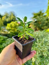 citrus gebraucht kaufen citrus gebraucht kaufen Dortmund