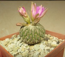 Pelecyphora aselliformis root for sale  Shipping to United Kingdom