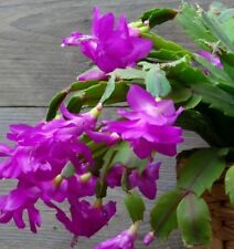 Purple christmas cactus for sale  LONDON