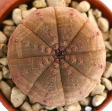 Euphorbia obesa arancio usato  Napoli