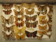 Box specimen british for sale  WIGTON
