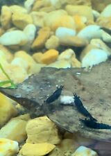 Young juvenile neocaridina for sale  Saint Augustine