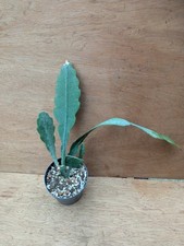 Epiphyllum sarah courant for sale  CHIPPENHAM