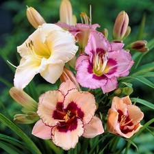Easy grow daylily for sale  Milwaukee