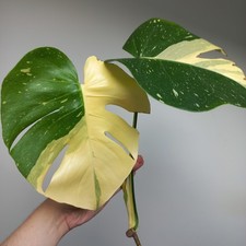Highly variegated monstera for sale  GLASGOW
