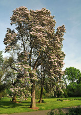 Chinese catalpa seeds d'occasion  Expédié en Belgium