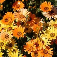 Daisy african dwarf for sale  Sevierville