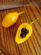 Manzano Pepper Yellow Teardrop 24 sementes ENTREGA GRÁTIS comprar usado  Enviando para Brazil