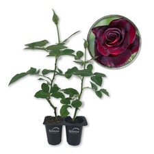 Baccara rose bush for sale  USA