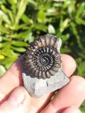 Rare gagaticeras gagateum for sale  REDCAR