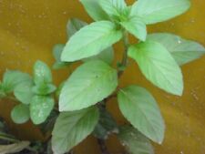 Bachminze teichminze mentha gebraucht kaufen  Schmidmühlen
