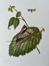 Estampa de insetos mosca escorpião. litografia antiga e vintage de zoologia e biologia. comprar usado  Enviando para Brazil