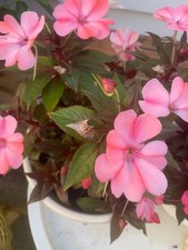 Rooted pink impatiens for sale  Woodhaven