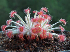 Drosera ordensis semi usato  Italia
