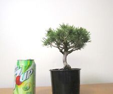 plants dwarf mugo pine for sale plants dwarf mugo pine for sale Garden Grove