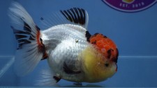Tricolor rosetail oranda for sale  Pflugerville