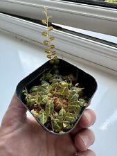 Solanum evolvulifolium live for sale  WOLVERHAMPTON