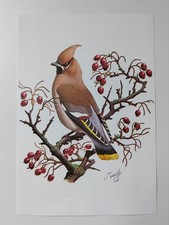 Bohemian waxwing botanical for sale  BIRKENHEAD
