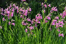 Gladiolus byzantinus bulbs for sale  CRAWLEY