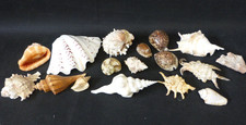 Shell bundle conch for sale  IPSWICH