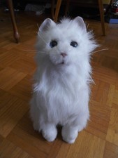 Hasbro furreal katze gebraucht kaufen  Möhnesee