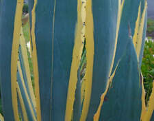 Agave americana marginata usato  Napoli