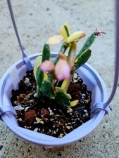 Variegated christmas cactus for sale  Philadelphia