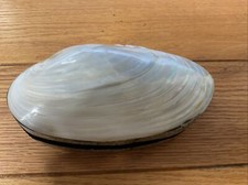 Huge vintage iridescent for sale  Cupertino