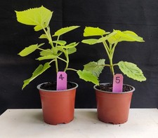 Paulownia tomentosa plants for sale  WREXHAM