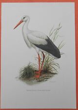 Weisser storch ciconia gebraucht kaufen  Lauenburg/ Elbe
