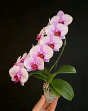 Phalaenopsis pink blush for sale  NOTTINGHAM