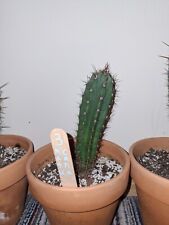 Peruvianus peruvian notched for sale  Freeport