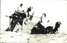 Kamel camel chameau gebraucht kaufen  Deutschland