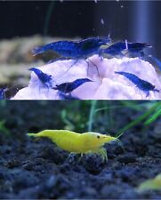 Neocaridina shrimp duo for sale  Dacula