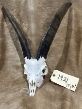 Goat skull crafts for sale  Harper