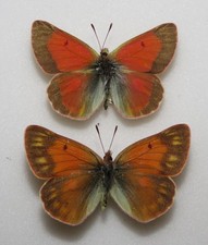 Pair colias eogene for sale  FOLKESTONE
