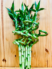 Live lucky bamboo for sale  Howard Beach