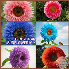 100 seeds pack for sale  STOKE-ON-TRENT