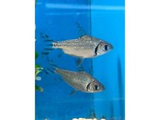 One flagtail prochilodus for sale  Discovery Bay