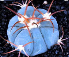 Echinocactus horizonthalonius  usato Echinocactus horizonthalonius  usato  Napoli
