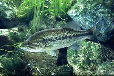 Inches largemouth bass d'occasion  Expédié en Belgium