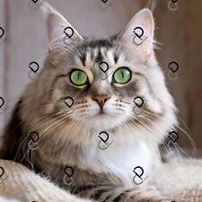 Cat portrait digital for sale  Ireland