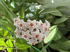 Hoya carnosa indoor for sale  HIGH WYCOMBE